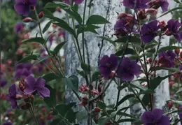 Hawaii Flower 22