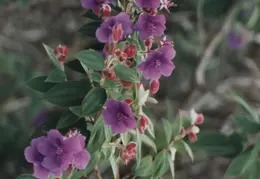 Hawaii Flower 23