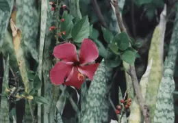 Hawaii Flower 24