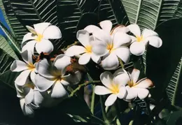 Hawaii Flower 25