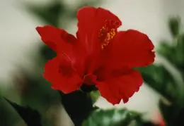 Hawaii Flower 26