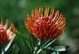 Hawaii Flower 27
