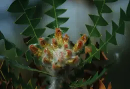 Hawaii Flower 28