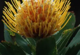 Hawaii Flower 29
