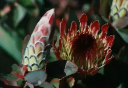 Hawaii Flower 30