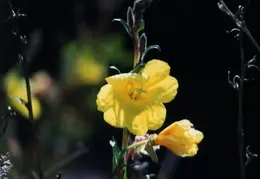 Hawaii Flower 31