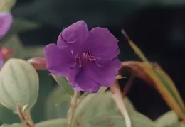 Hawaii Flower 32