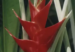 Hawaii Flower 33