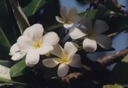Hawaii Flower 34