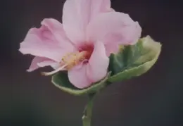 Hawaii Flower 35