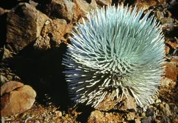 Hawaii Mt Haleakala 08