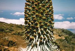 Hawaii Mt Haleakala Postcard 03