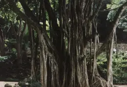 Oahu 006