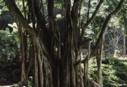 Oahu 007