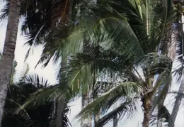 Oahu 015
