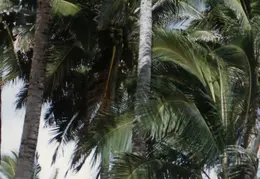 Oahu 016