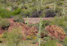 Desert Botanical Garden Plants Intro 20240403