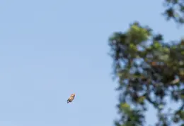 Camera and Lense Testing April 2017 15