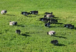 Canon R7 Testing 20260129