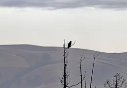 F-15 Flyover 20200513 09