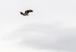 F-15 Flyover 20200513 16