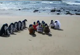 Penguin Wedding