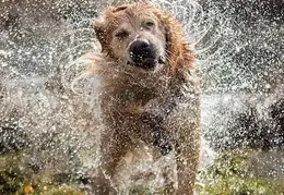 dog shaking