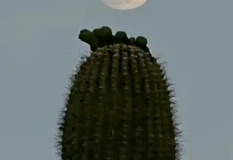 Moon 20240521 03