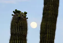 Moon 20240521 04