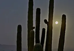 Moon Eclipse 20240917 44