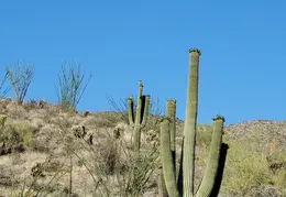 Moon n Saguaro 20250615 01