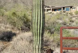 Moon n Saguaro 20250615 02