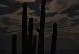 Moon n Stars 20231206 03