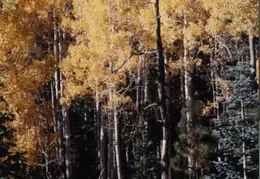 Grand Canyon NP 1987 12
