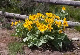 Grand Teton National Park May 2014 0044