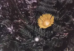 Pt Reyes 1988 05