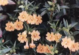 Pt Reyes 1988 06