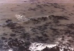 Pt Reyes 1988 09