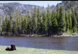 Yellowstone National Park May 2014 0005
