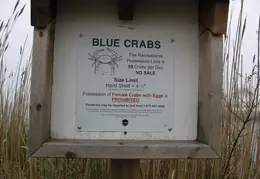 Blue Crabs Limits