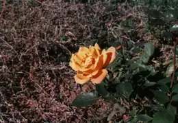 Anderson House 1981 036