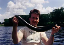 American Eel 1