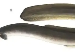 American Eel 2