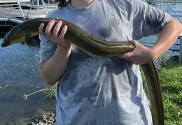 American Eel 3