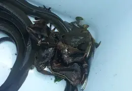 Fire Island Crabs