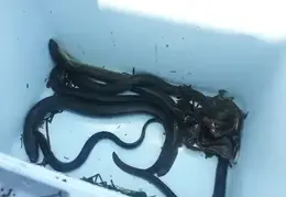 Fire Island Eels 2