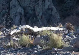 Blue Wash Canyon 20220103 37