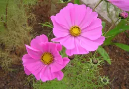 Canal Trail 2004 01