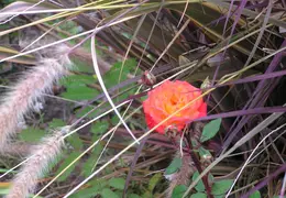 Canal Trail 2004 12