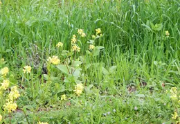 Canal Trail Walk March 2012 13